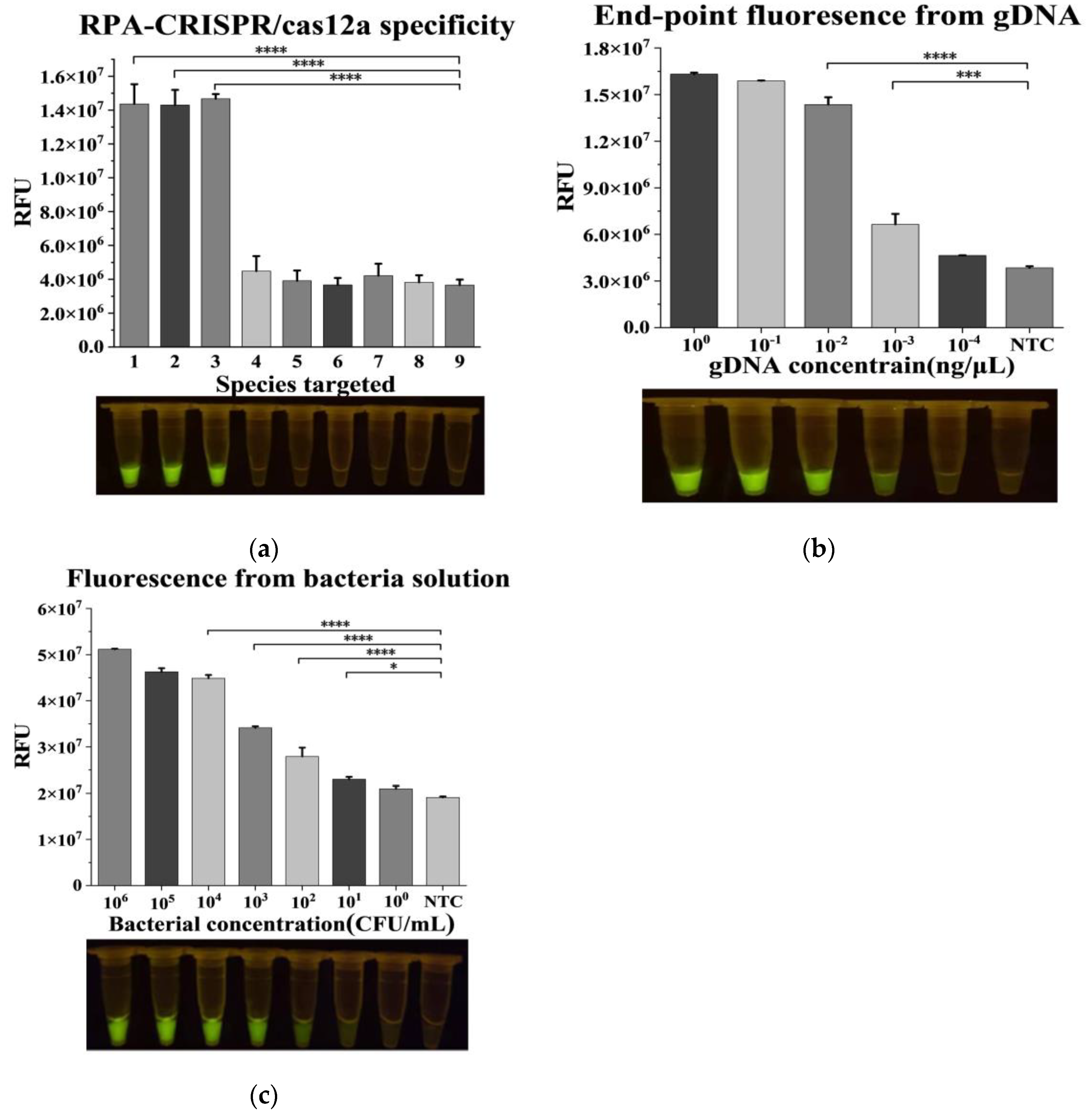 在gDNA和细菌水平上测试RPA-CRISPR/Cas12a要领的迅速度