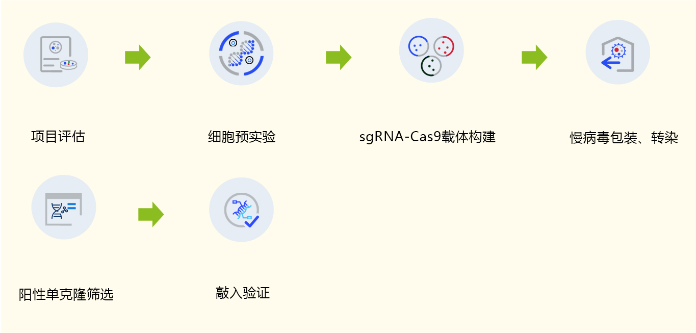 基因敲入手艺效劳流程